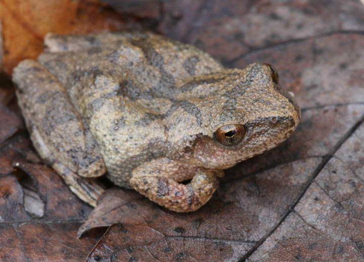 Spring Peeper